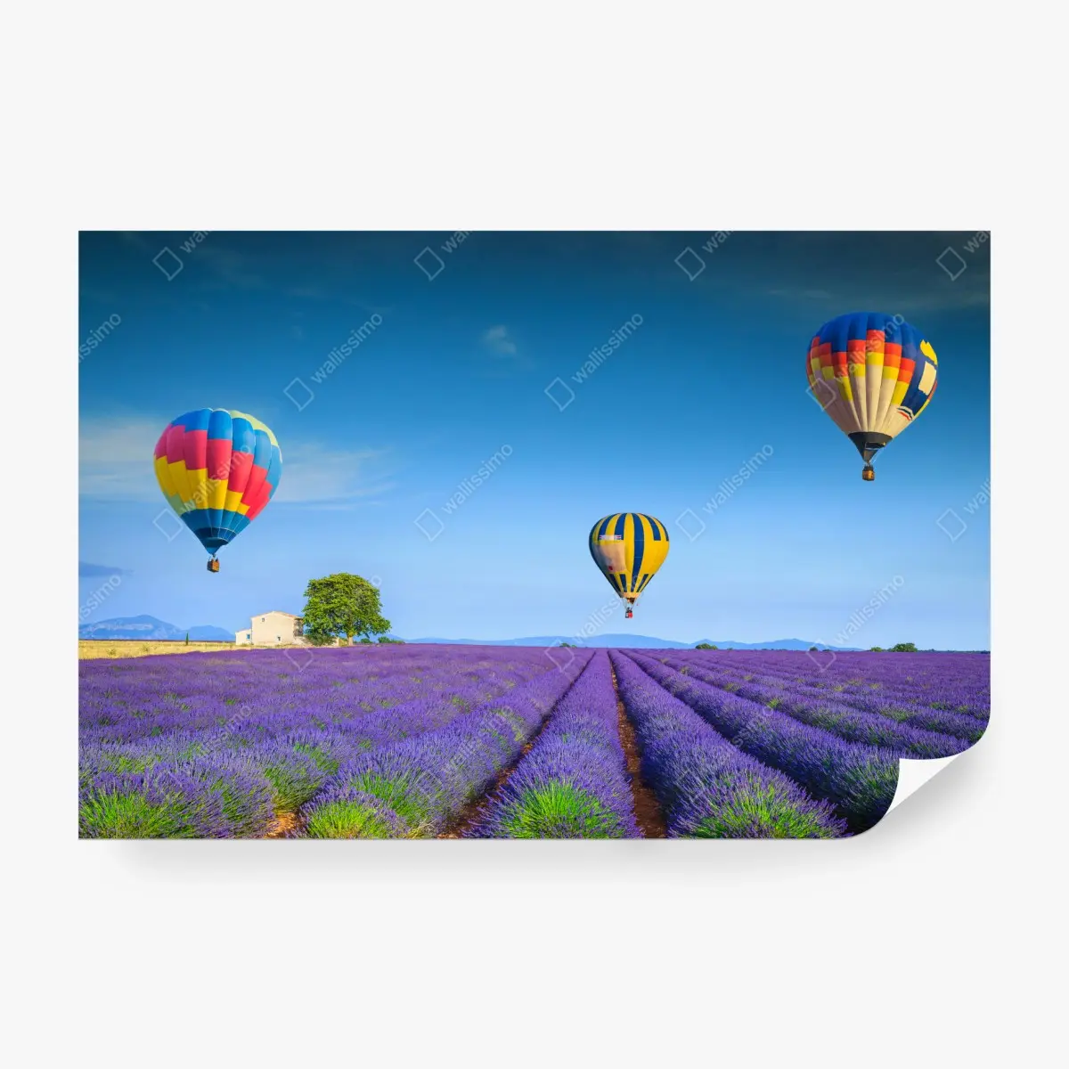 Fototapete lavendelfelder bei Valensole mit luftballons – Pixers®