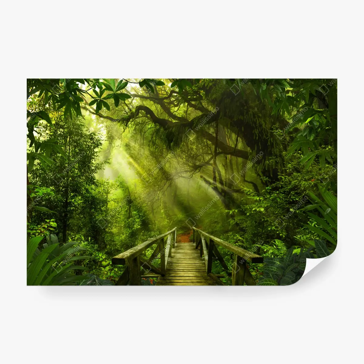 Fototapete sonnenbeschienener waldweg – Pixers®