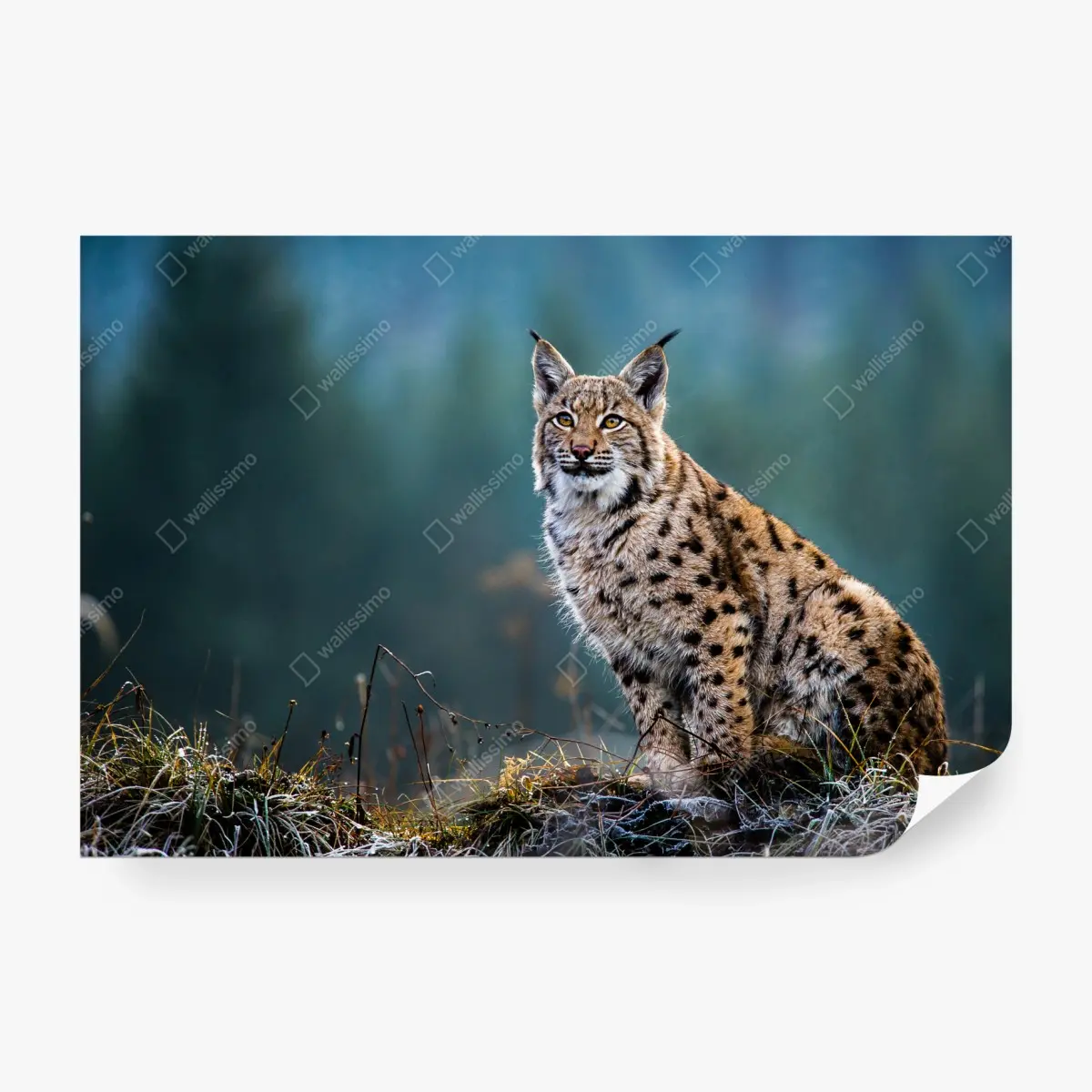 Fototapete majestätischer luchs in natürlichem habitat – Pixers®