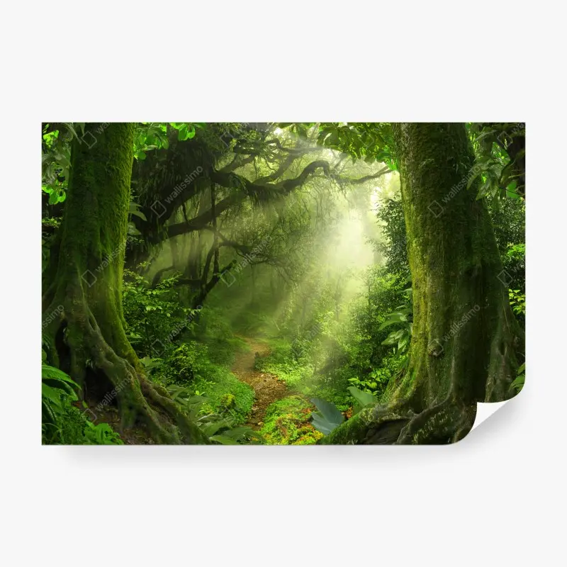 Fototapete sonnenbeschienener moosiger waldpfad