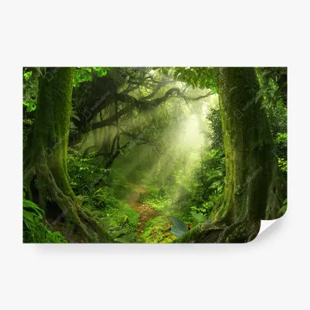 Fototapete sonnenbeschienener moosiger waldpfad – Pixers®