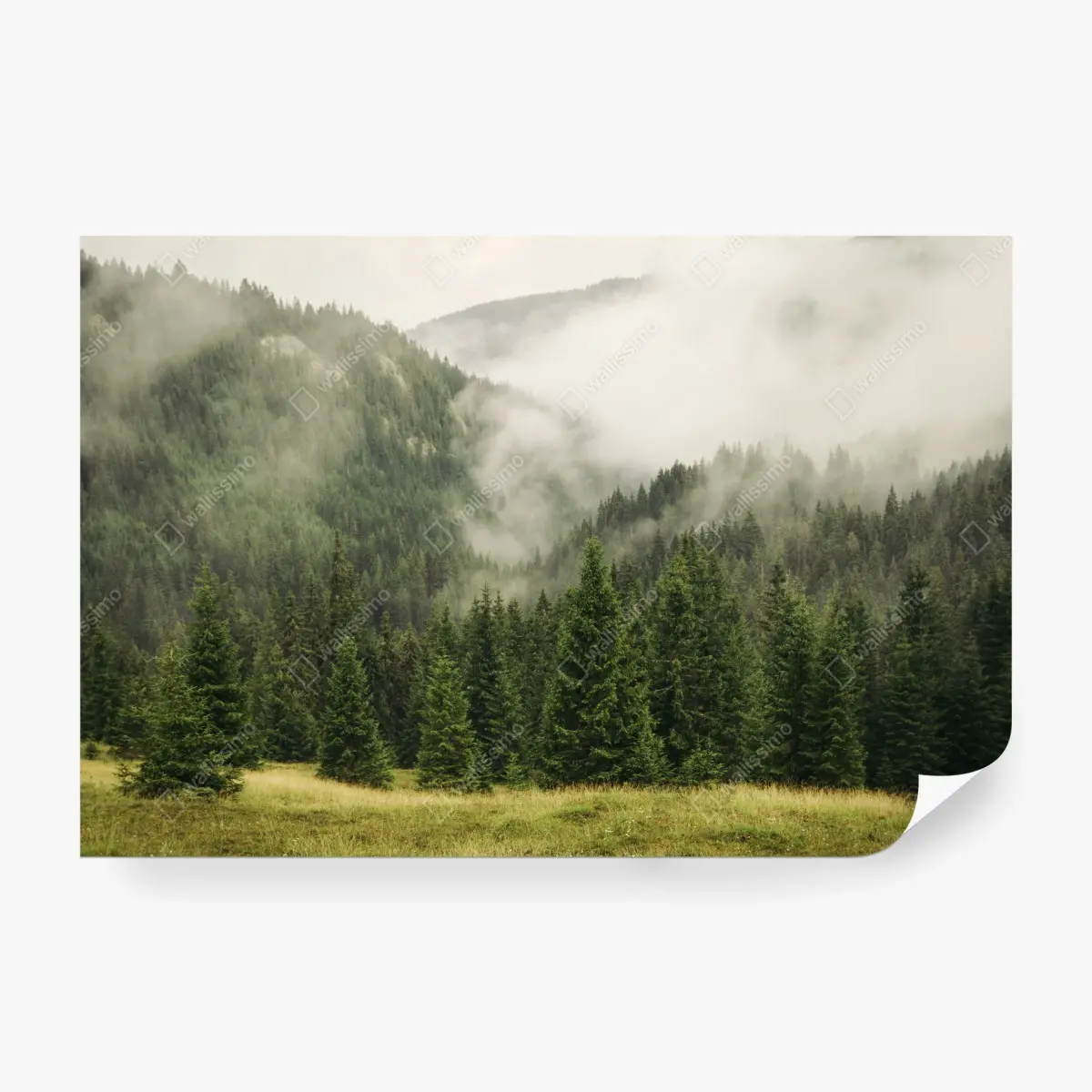 Fototapete nebeliger nadelwald – Pixers®