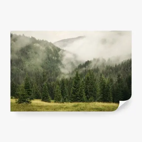 Fototapete nebeliger nadelwald – Pixers®