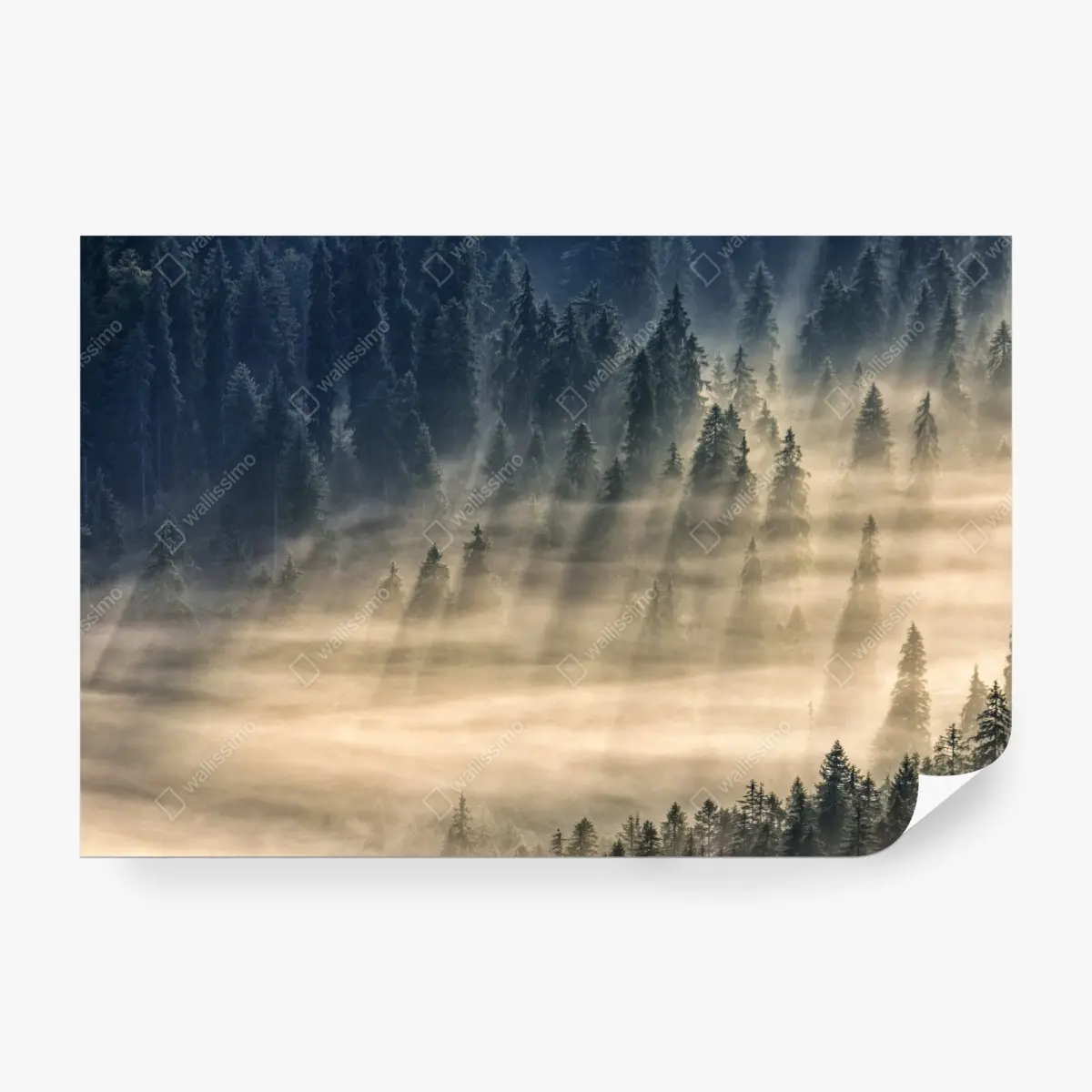 Fototapete nebliger fichtenwald im sonnenlicht – Pixers®