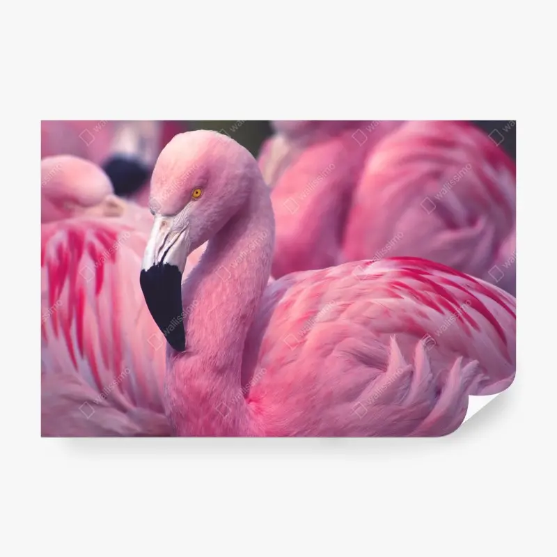 Fototapete rosa flamingo-porträt