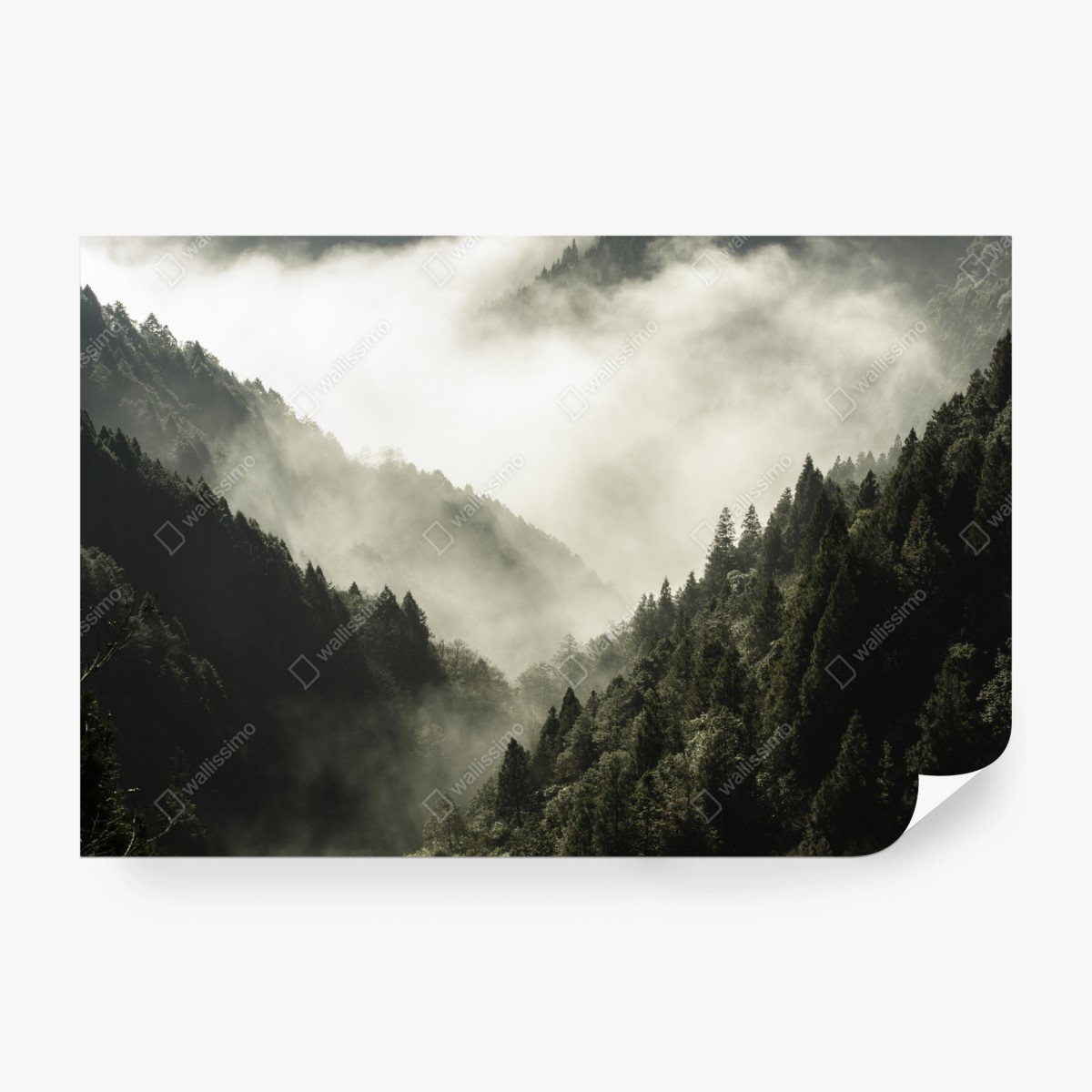 Fototapete nebliges bergtal im wald – Pixers®