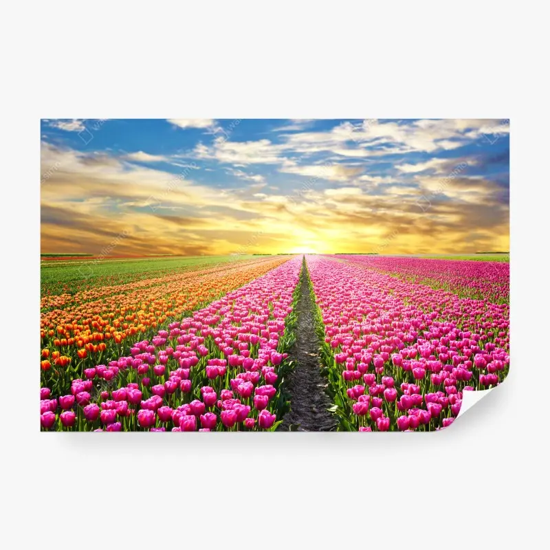 Fototapete sonnenaufgang über tulpenfeldern in den Niederlanden