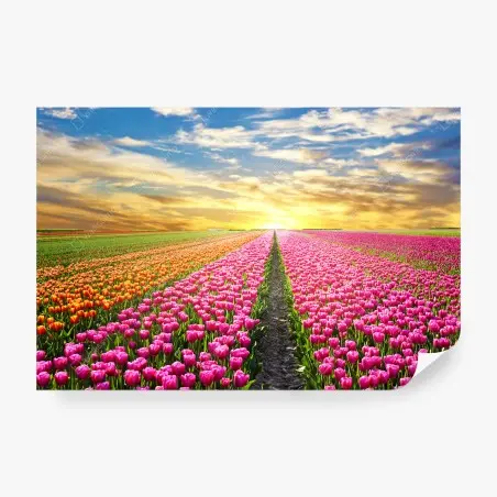 Fototapete sonnenaufgang über tulpenfeldern in den Niederlanden – Pixers®