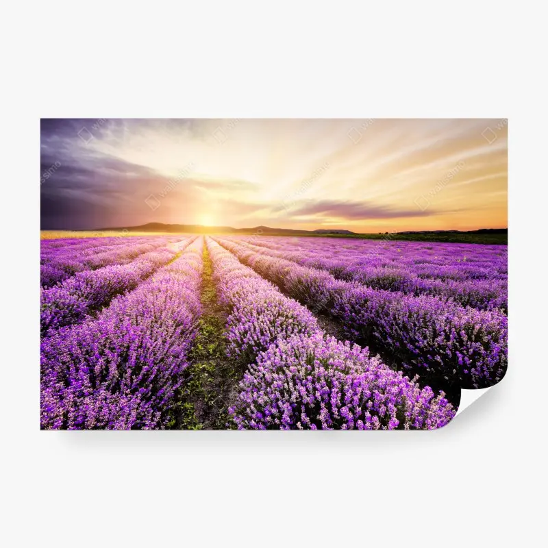 Fototapete sonnenaufgang über lavendelfeldern
