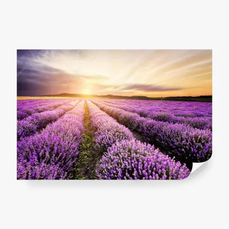 Fototapete sonnenaufgang über lavendelfeldern – Pixers®