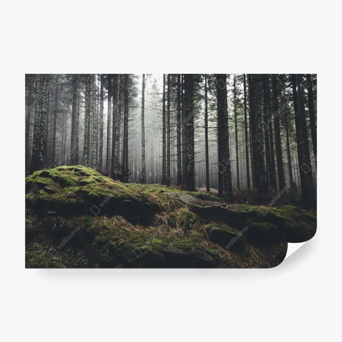 Fototapete nebliger moosbedeckter wald – Pixers®