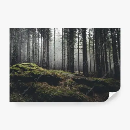 Fototapete nebliger moosbedeckter wald – Pixers®
