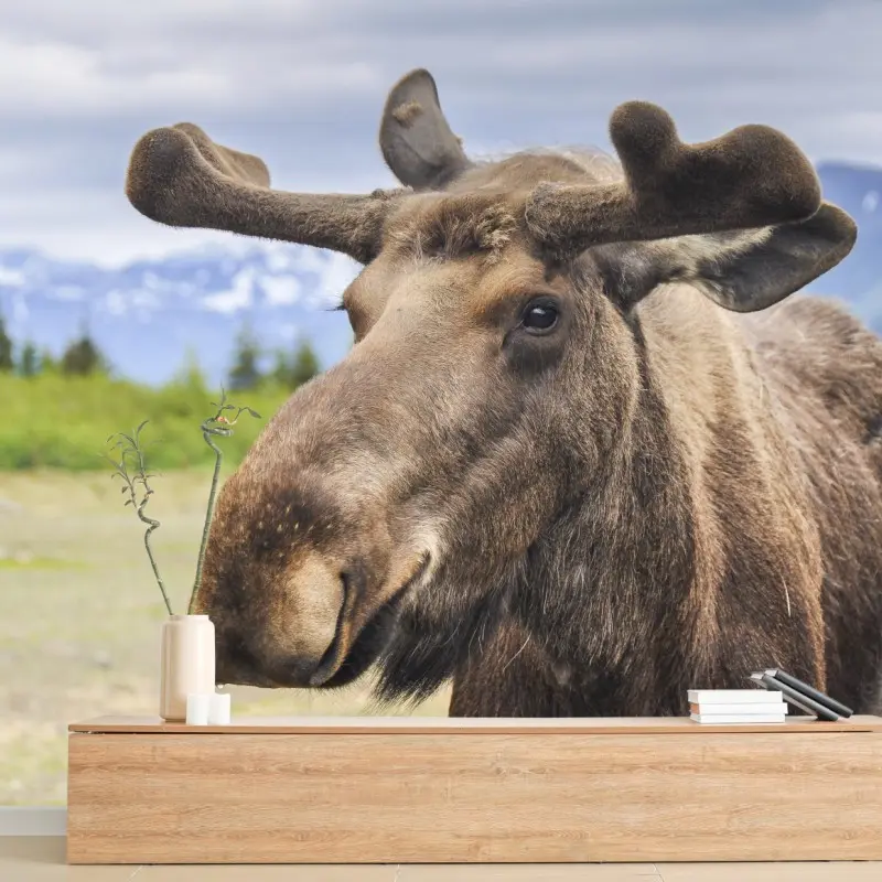 Fototapete majestätisches elchporträt in freier natur