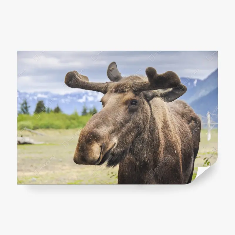 Fototapete majestätisches elchporträt in freier natur