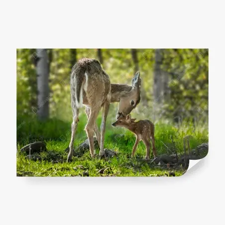 Fototapete hirsch und kitz im sonnendurchfluteten wald – Pixers®