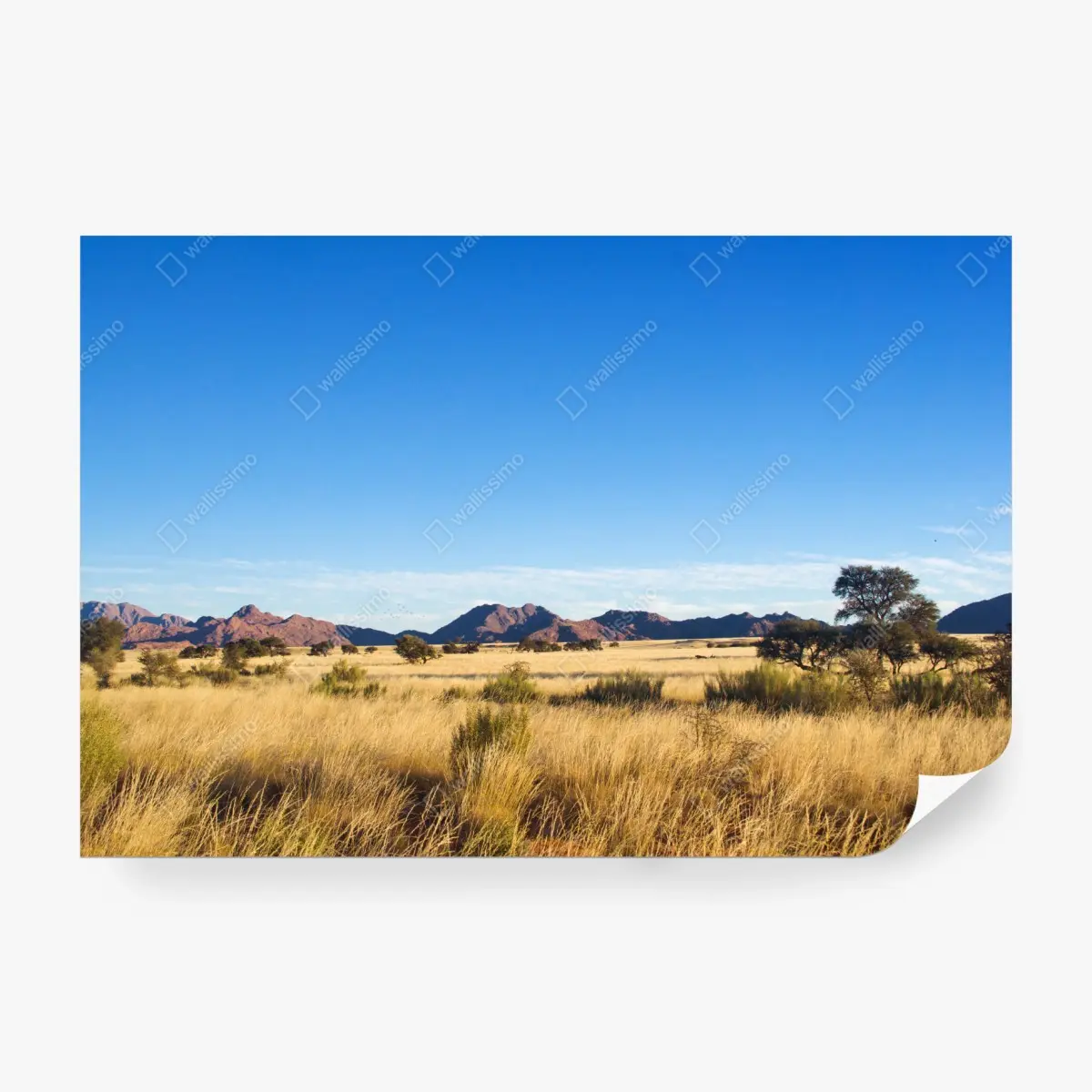 Fototapete ruhige savannenlandschaft unter klarem blauem himmel – Pixers®