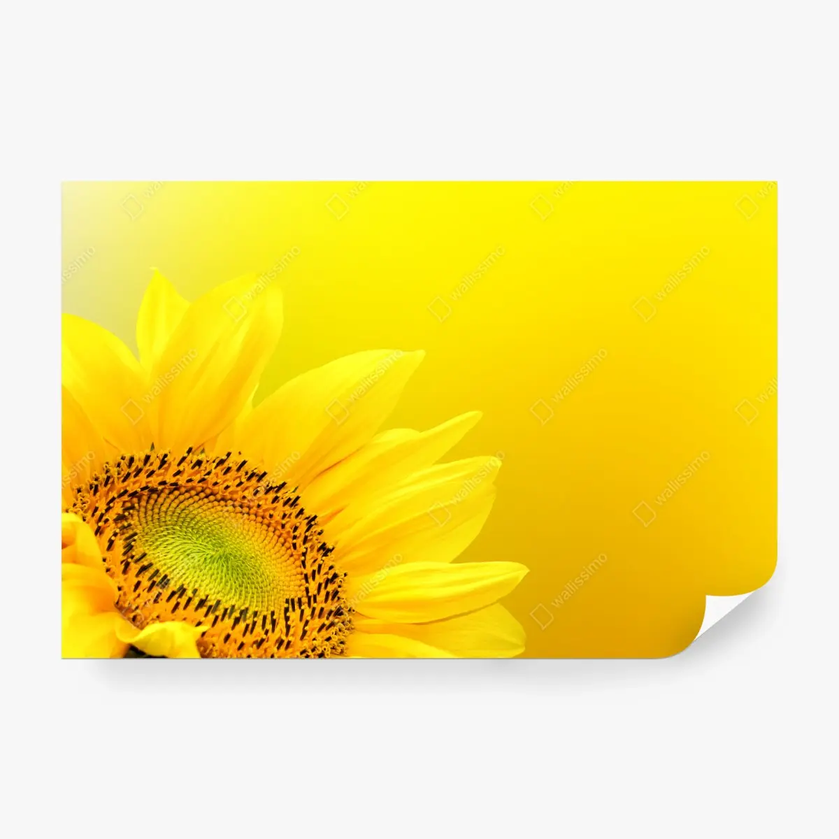 Fototapete leuchtende sonnenblume nahaufnahme auf gelbem hintergrund – Pixers®