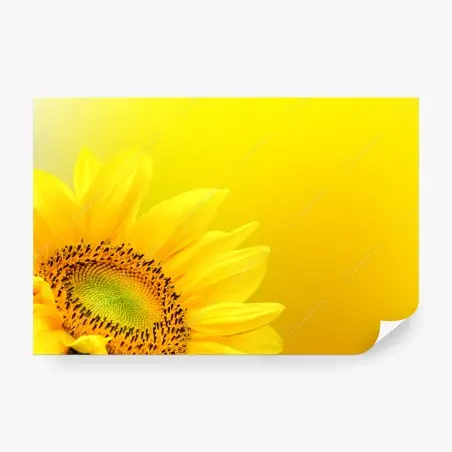 Fototapete leuchtende sonnenblume nahaufnahme auf gelbem hintergrund – Pixers®