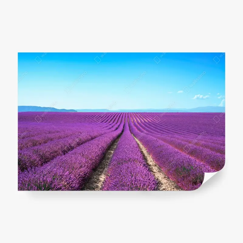 Fototapete lavendelfelder unter blauem himmel
