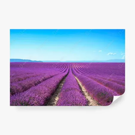Fototapete lavendelfelder unter blauem himmel – Pixers®