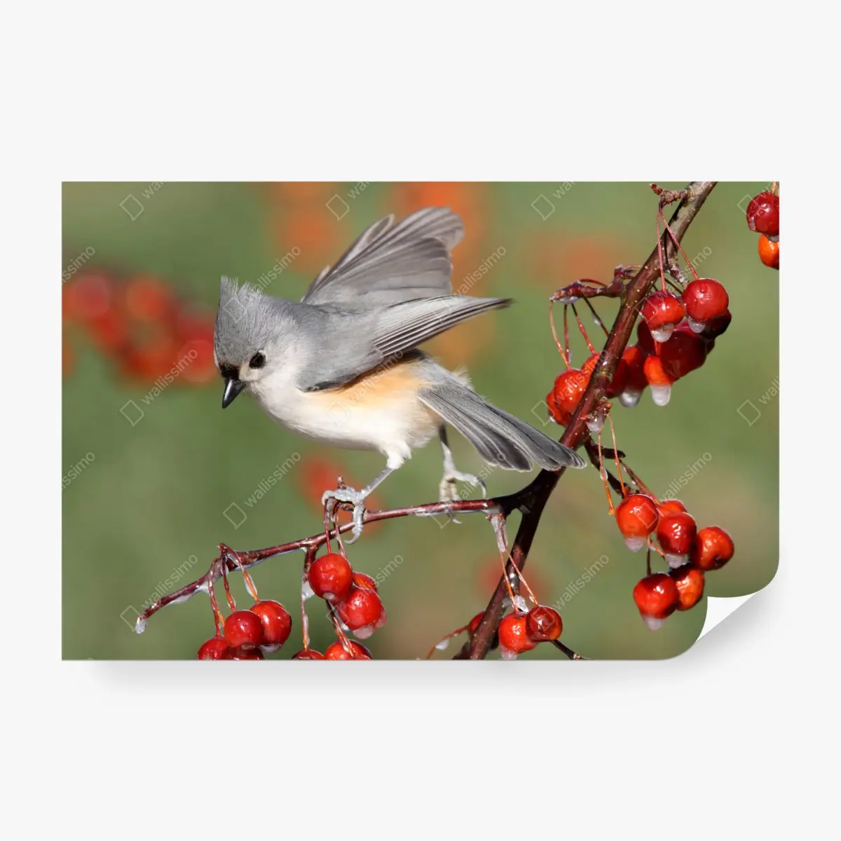 Fototapete grauer vogel auf roten beeren – Pixers®