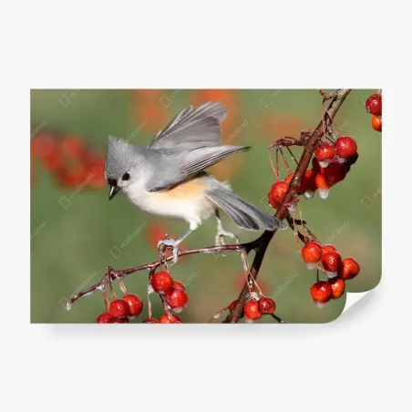 Fototapete grauer vogel auf roten beeren – Pixers®