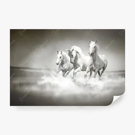 Fototapete drei weiße pferde im galopp durch wasser – Pixers®