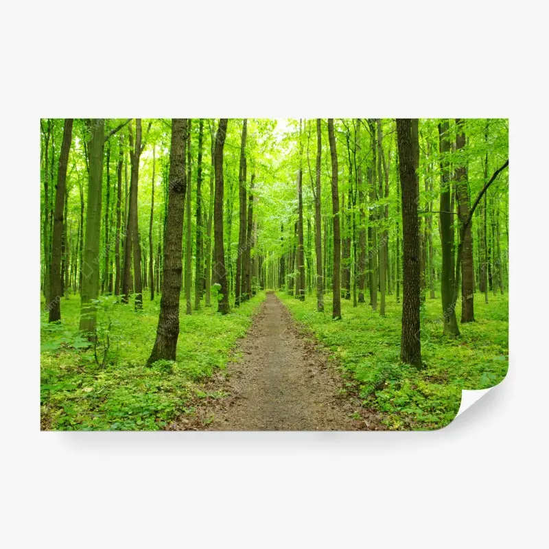 Fototapete ruhiger grüner waldweg