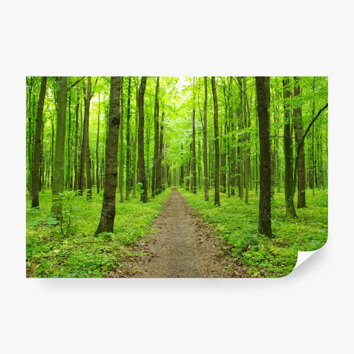 Fototapete ruhiger grüner waldweg – Pixers®