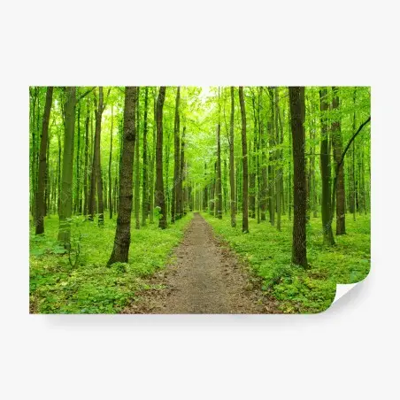 Fototapete ruhiger grüner waldweg – Pixers®