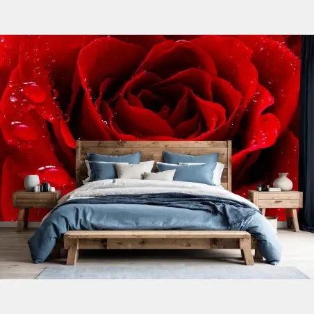Fototapete leuchtend rote rose nahaufnahme – Pixers®