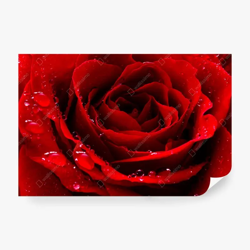 Fototapete leuchtend rote rose nahaufnahme