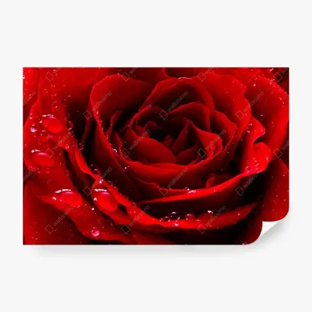 Fototapete leuchtend rote rose nahaufnahme – Pixers®