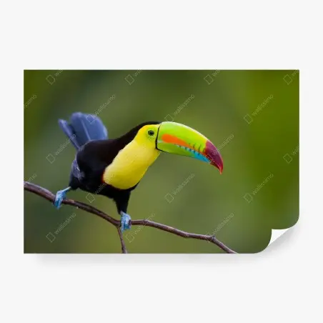 Fototapete lebendiges tukan-porträt – Pixers®