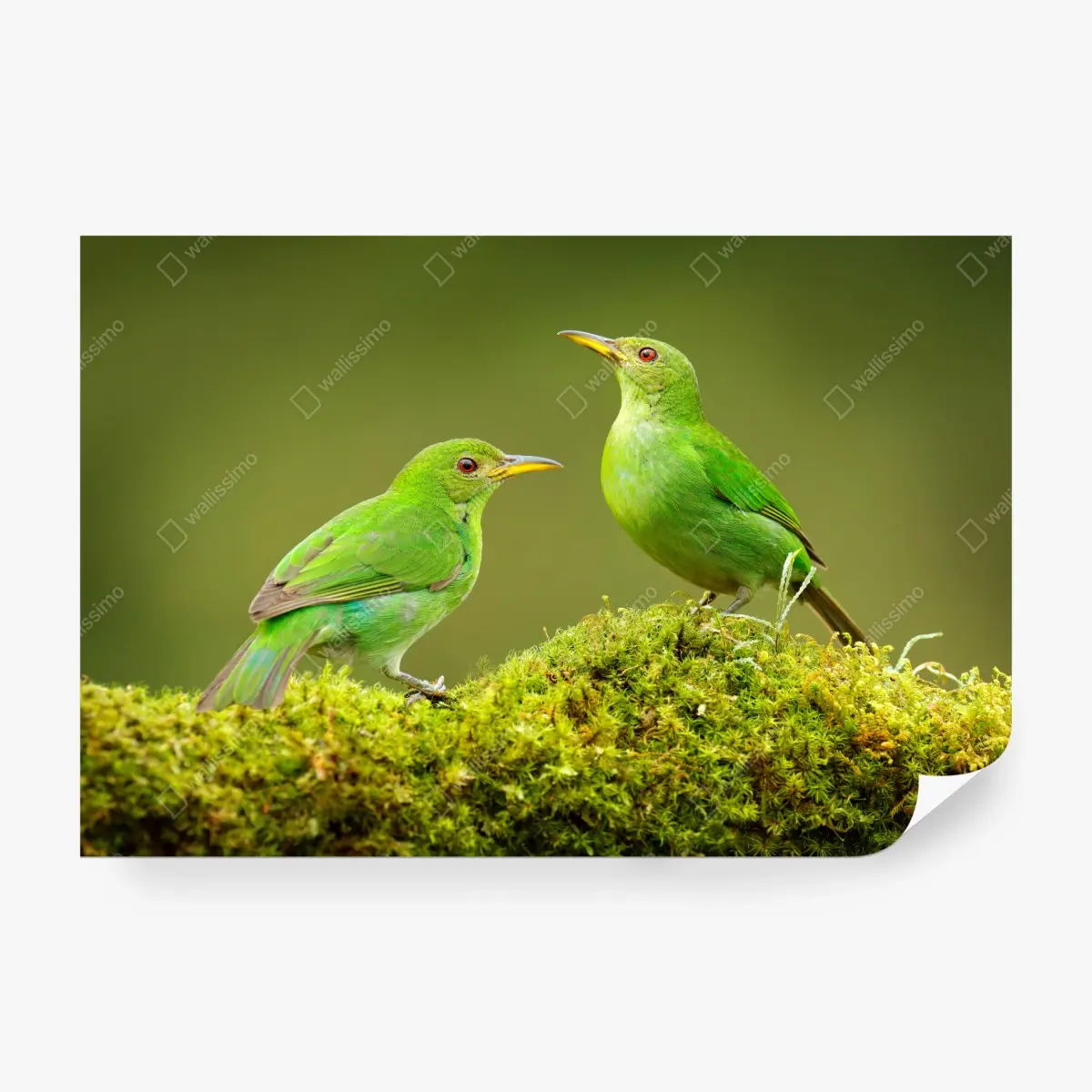 Fototapete lebendige grüne honigfresser auf moos – Pixers®