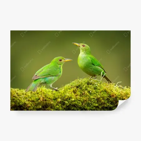 Fototapete lebendige grüne honigfresser auf moos – Pixers®