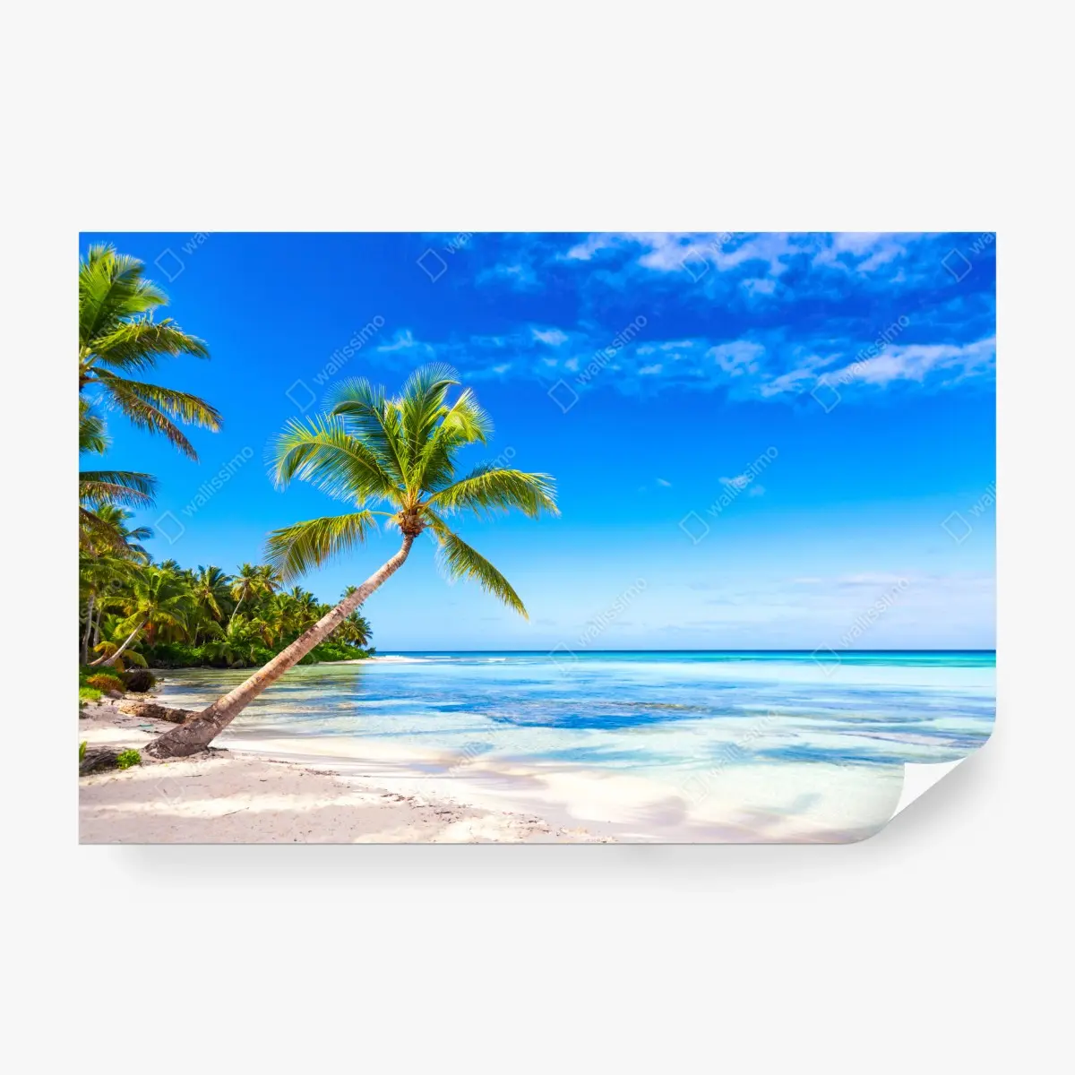 Fototapete tropischer palmenstrand – Pixers®