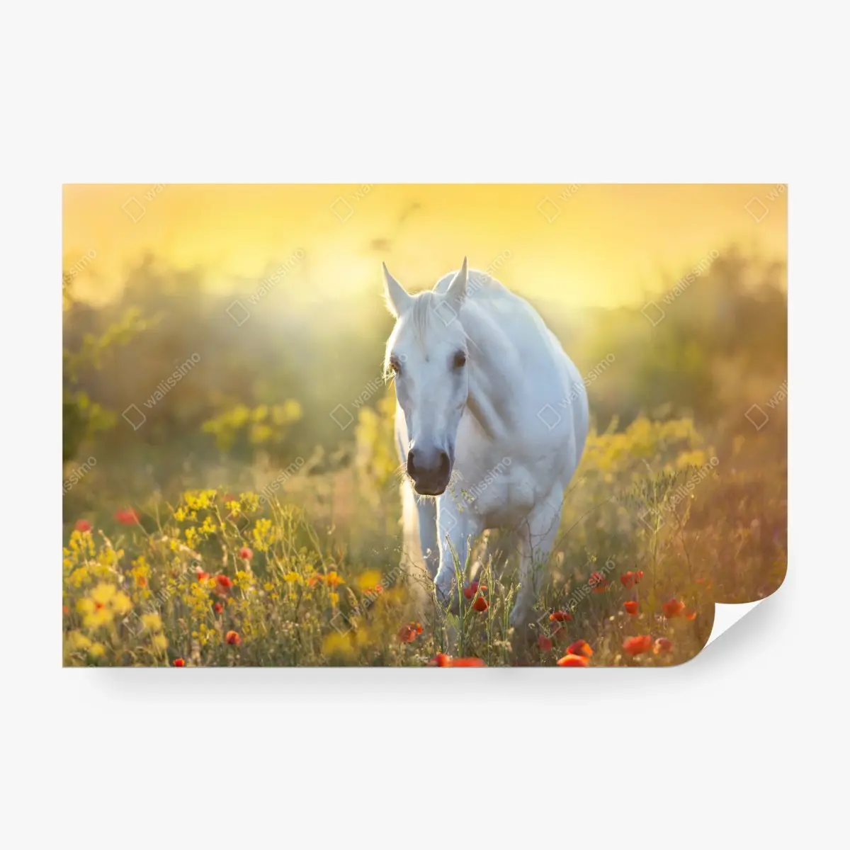 Fototapete weißes pferd im mohnfeld bei sonnenaufgang – Pixers®