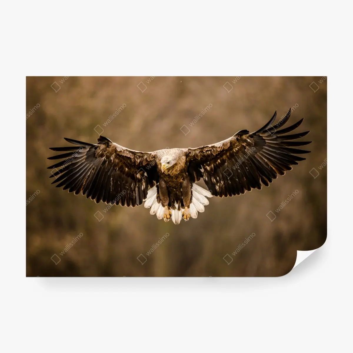 Fototapete majestätischer adler im flug – Pixers®