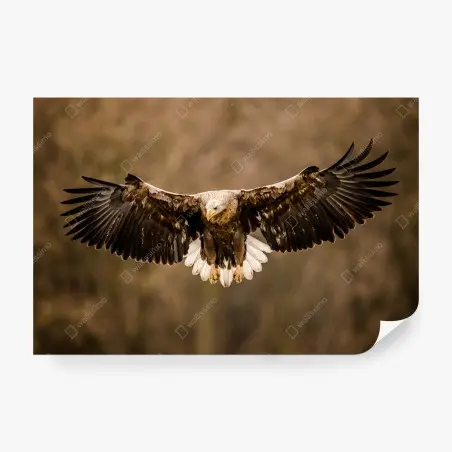 Fototapete majestätischer adler im flug – Pixers®