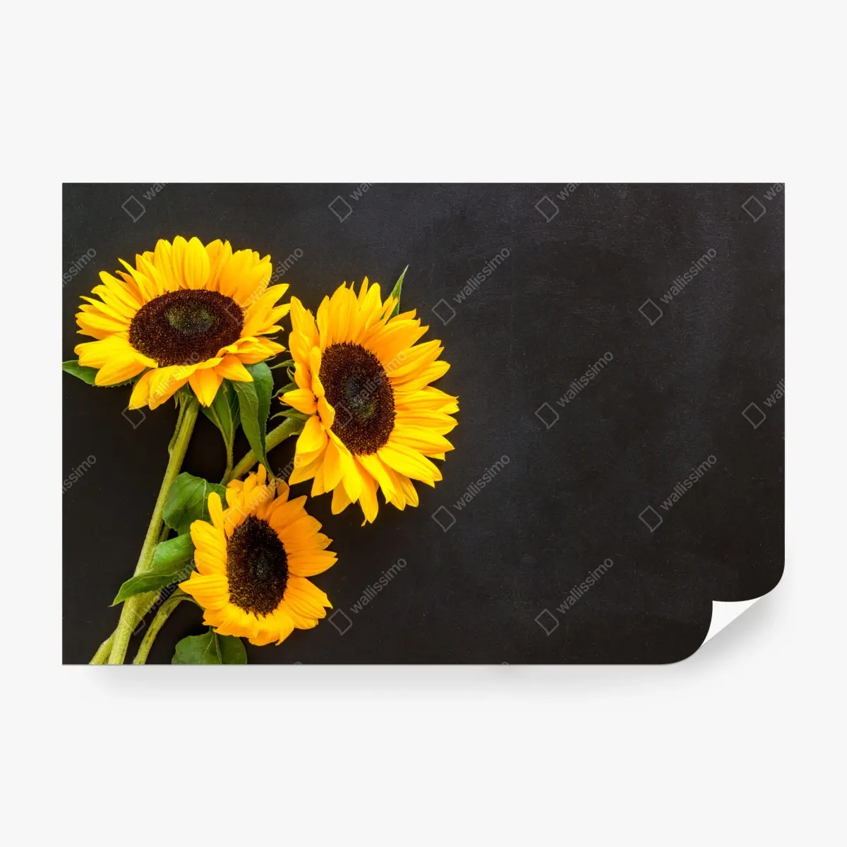 Fototapete sonnenblumenstrauß auf schwarzem hintergrund – Pixers®