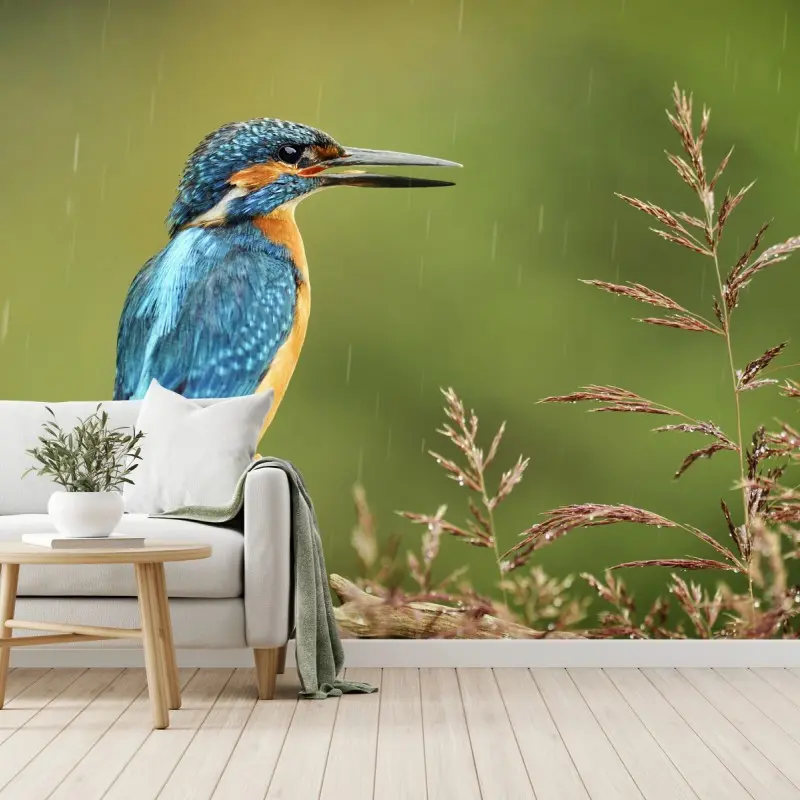 Fototapete lebhafter eisvogel im regen