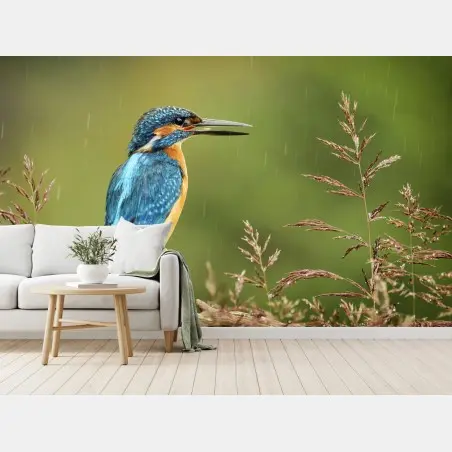 Fototapete lebhafter eisvogel im regen – Pixers®