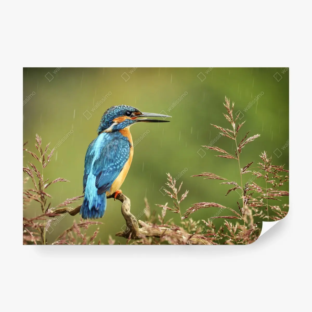 Fototapete lebhafter eisvogel im regen – Pixers®