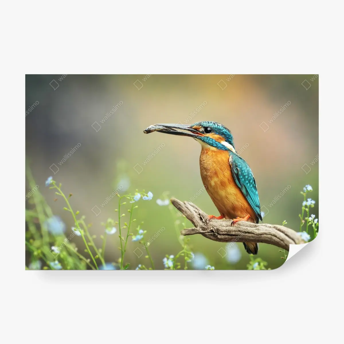 Fototapete eisvogel auf einem ast mit fisch – Pixers®