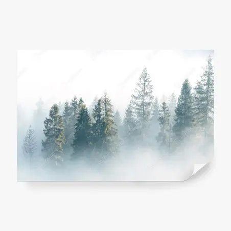 Fototapete nebliger fichtenwald am morgen – Pixers®
