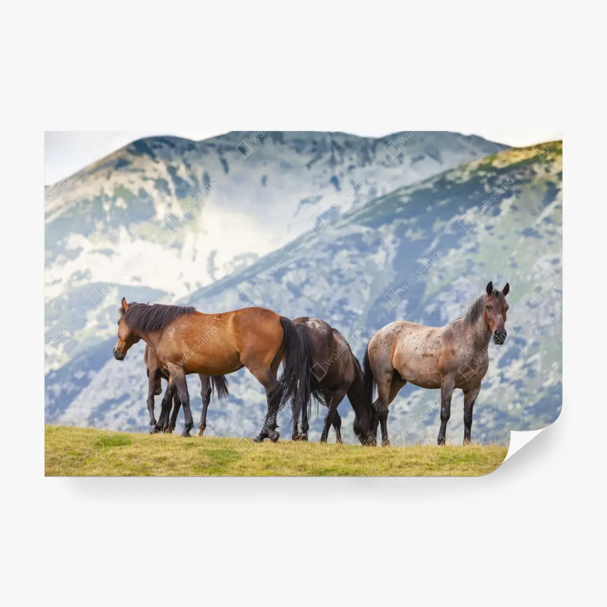 Fototapete pferde auf der bergwiese – Pixers®