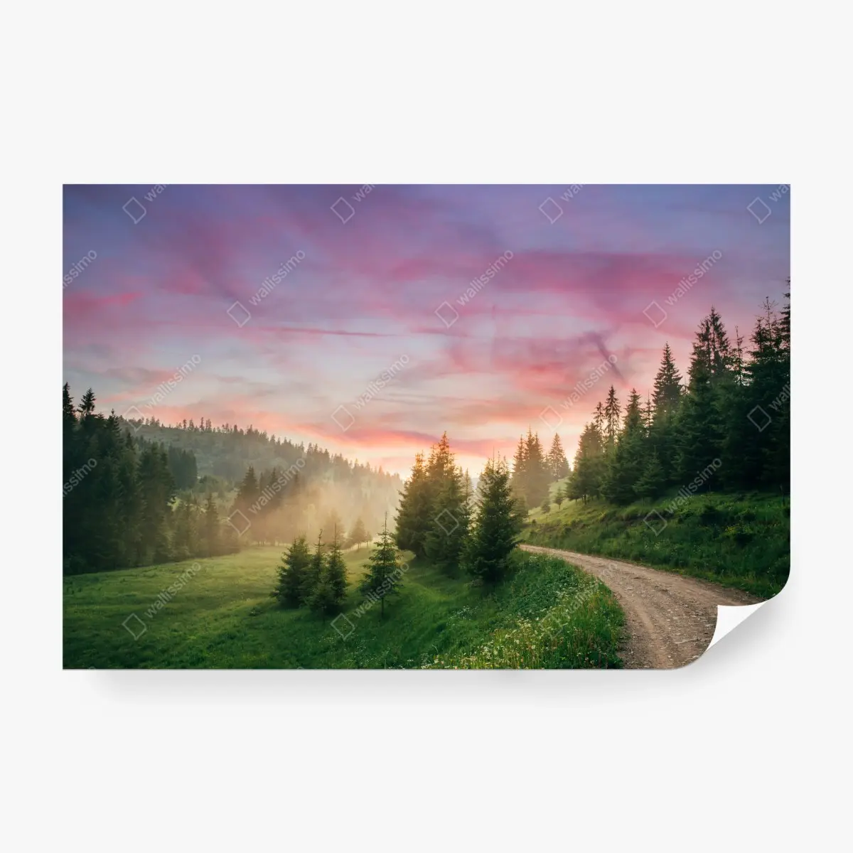 Fototapete nebliger sonnenuntergang im kiefernwald – Pixers®