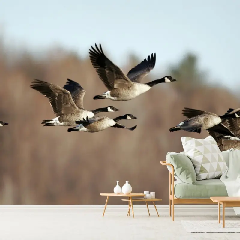 Fototapete gänse im flug über herbstliches feuchtgebiet