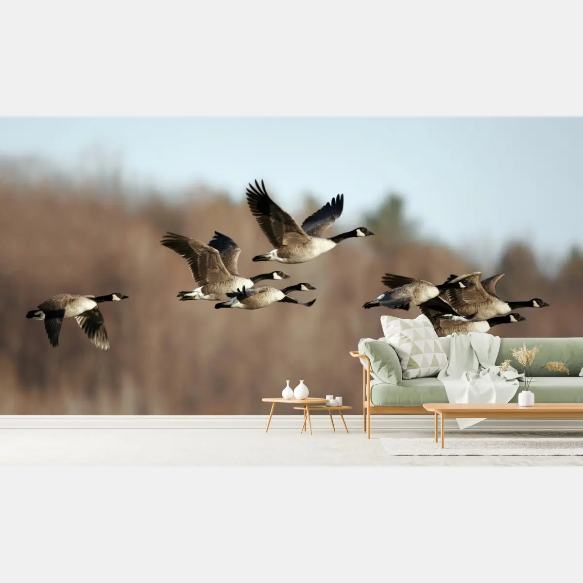 Fototapete gänse im flug über herbstliches feuchtgebiet – Pixers®